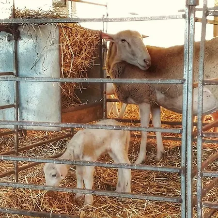 Banastónera Apartamento