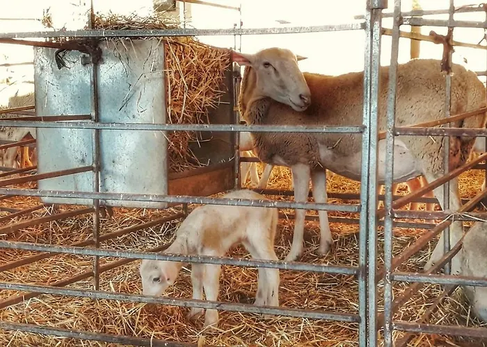 Banastonera דירה